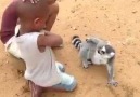 "şurayı kaşı" diye işaret eden lemur :)