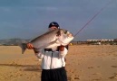 SURFCASTING DORADA GIGANTE XXL