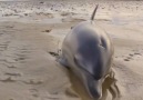 Surfers found beached dolphins and did something incredible! s...