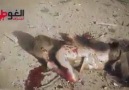 Suriya Idlib Putinin Bombalarının düşüb partladığı andan həmən çəkiliş...