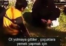 Suriye'de Esed/İran Hizbullah ablukasında açlığın getirdiği fe...