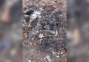 Sürmene'deki yangının ardından ortaya çıkan dehşet manzara
