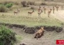 Sürünün Hayatını Kurtaran Meraklı Antilop