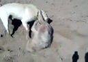 Sürüsüne saldıran Kurdu tek başına boğan bir Kangal Köpeği....