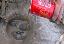 Survival Skills - Catching fish using Coca Cola Facebook