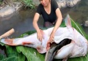 Survival Skills - Hunting Big Cat fish for food Facebook