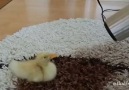 SÜßE BABY ENTE <3 :D :D