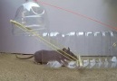 Su şişesinden fare tuzağı