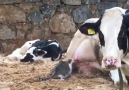 Süt Anne ve Süt Oğlan