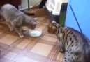 Süt içen kediler