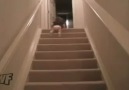 Sütü gören bebek nasıL merdiven iner :)