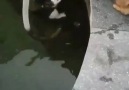 Suya Düşen Kediyi Kurtaran Koca Yürekli Köpek