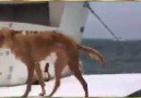 Suya düşen köpeği yunus balığı kurtarıyor