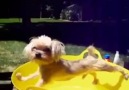 Suya girmek istemeyen köpek