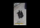 Suyu Görünce Twerk Yapmaya Başlayan Su Kaplumbağası