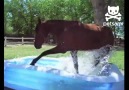 Suyu keşfeden atımız :) / Funny horse :)