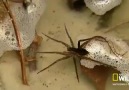 Suyun üstünde yürüyen ve balık avlayan örümcekler