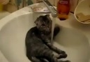 suyu seven kedi