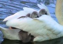 Swan moms carry their babies in the most amazing way