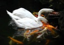 Swans feeding koicarp