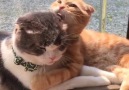 Sweet ginger kitty really loves its furriend