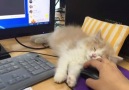 Sweet kitten found the best place to take a nap