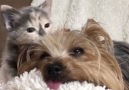 Sweet kitten loving her foster home )(courtesy Winnie Therapy Dog)