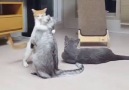 Sweet kitten wants to show how much he loves his brother