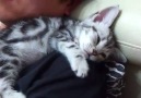 Sweet kitten will melt your heart