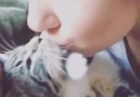 Sweet kitty really loves its human