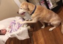Sweet Labrador Retriever puts his baby sister to sleep