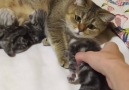 Sweet mama and her babies.
