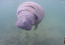 Swimming Manatee