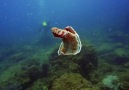 Swimming Spanish Dancer (Hexabranchus sanguineus)Julian Rocks Australia