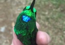 Sword-billed Hummingbird