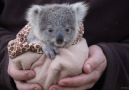 Symbio Wildlife Park - Hand raising the Worlds cutest koala joey Facebook