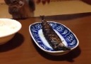 Tabaktaki balığa iş koyan kedi :D