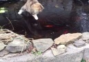 Tabby cat chasing goldfish in frozen pond