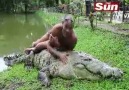 Tag a Friend Who Need a Crocodile Friend!!