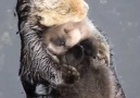 Take a break and watch this sea otter... - Jessica Stickler Yoga