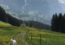 Taking your dog for a walk in Switzerland michelphotographych IG