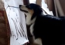 Talented Dog Knows The Most Impressive Tricks
