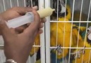 Talk babies DNA Tested Bluw and Gold Macaw Parrots