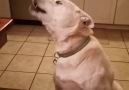 Talking dog engages in hilarious conversation!