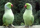 Talking Parrot :) <3