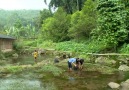 Tanaman Air dari Gunung Bunder. Jumat besok di Merajut Asa.