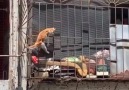 Tanem Gürsoy - Kedilerin gücü adına... Görevimiz...