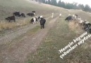 Taner TURAN MELO ARTVİN - Hemşin Koyunu Çobanları