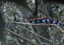 Tangará - Blue manakin (Chiroxiphia caudata) Dançarino