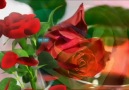 Tango de roses